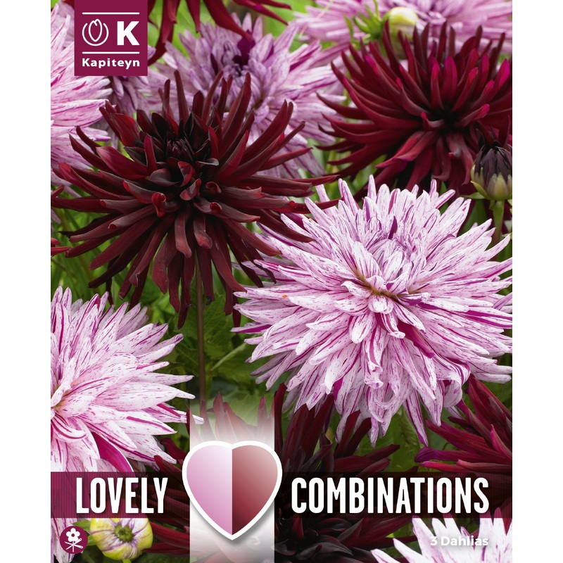 COMBI DAHLIA BLACK & PINK 3