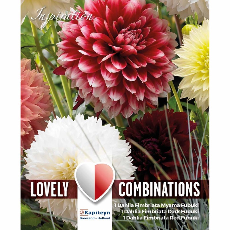 COMBI DAHLIA FIMBRATIA RED & WHITE x 3
