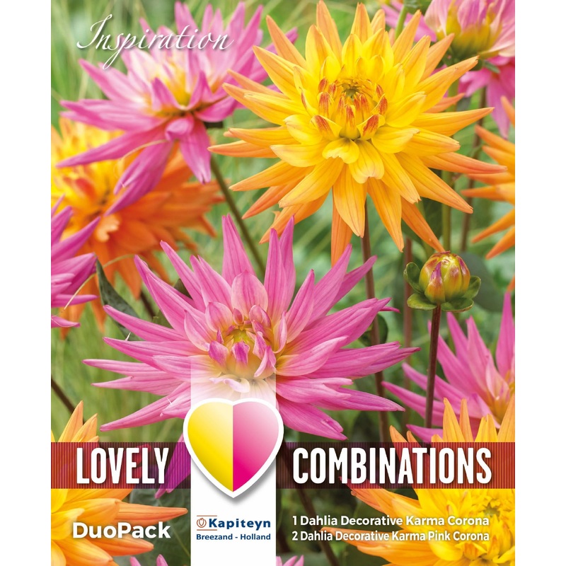 COMBI DAHLIA KARMA PINK & ORANGE 3