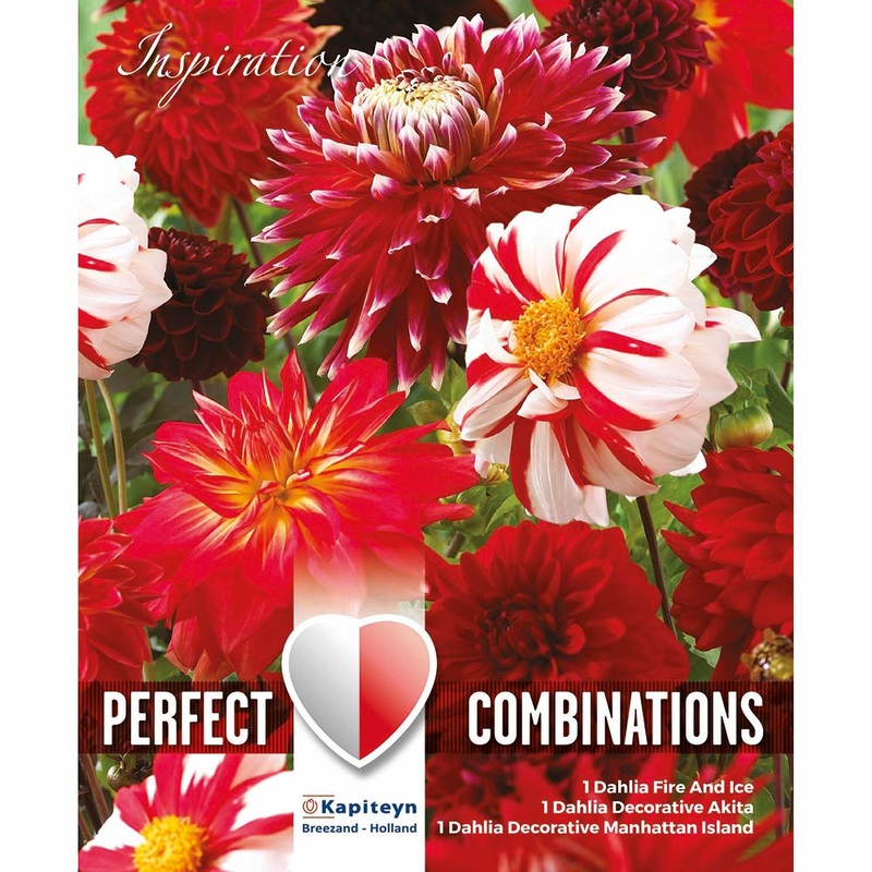 COMBI DAHLIA RED & WHITE x 3