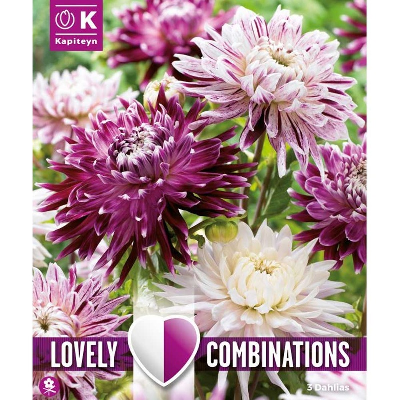 COMBI DAHLIA VIOLET & WHITE x 3