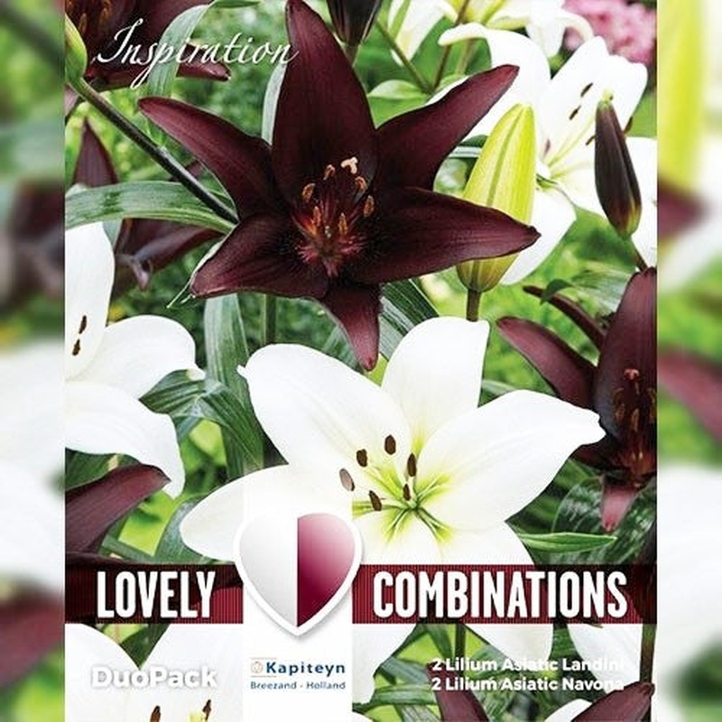 COMBI LILIUM WHITE & BLACK x 4