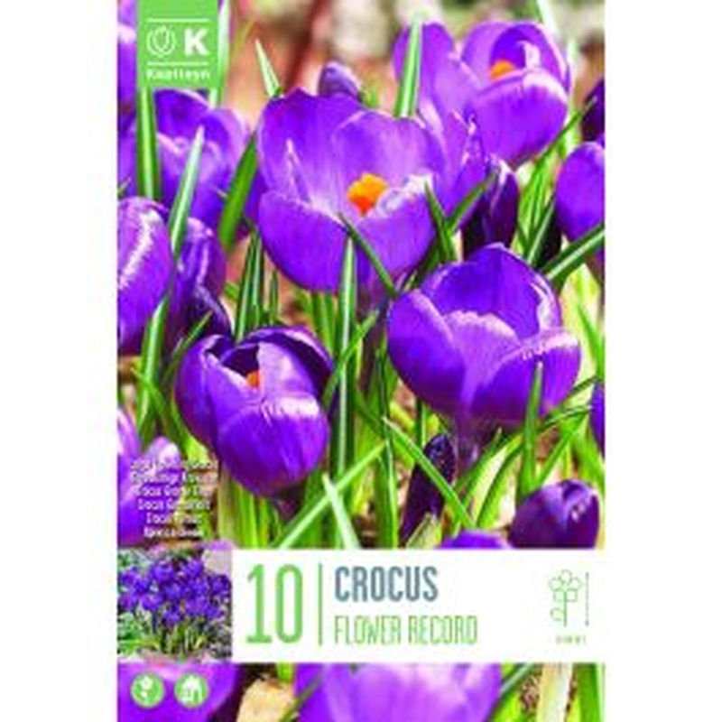 CROCUS FLOWER RECORD X 10