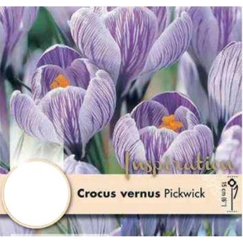 CROCUS PICKWICK X 10
