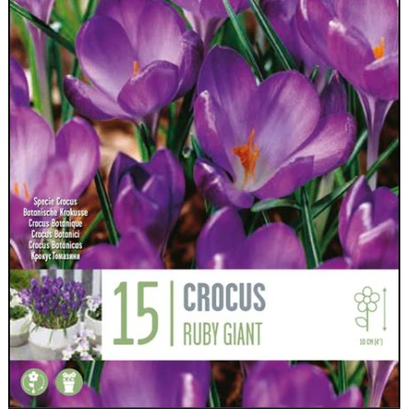CROCUS RUBY GIANT X 15