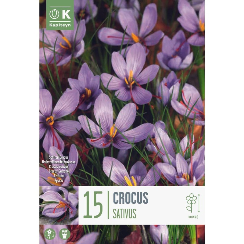 CROCUS SATIVUS X 15