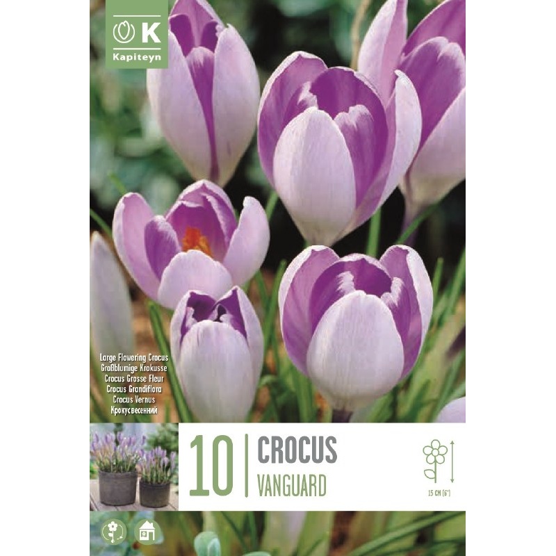 CROCUS VANGUARD X 10