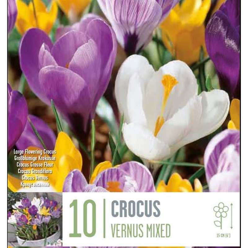 CROCUS VERNUS MIXED COLOURS X 10