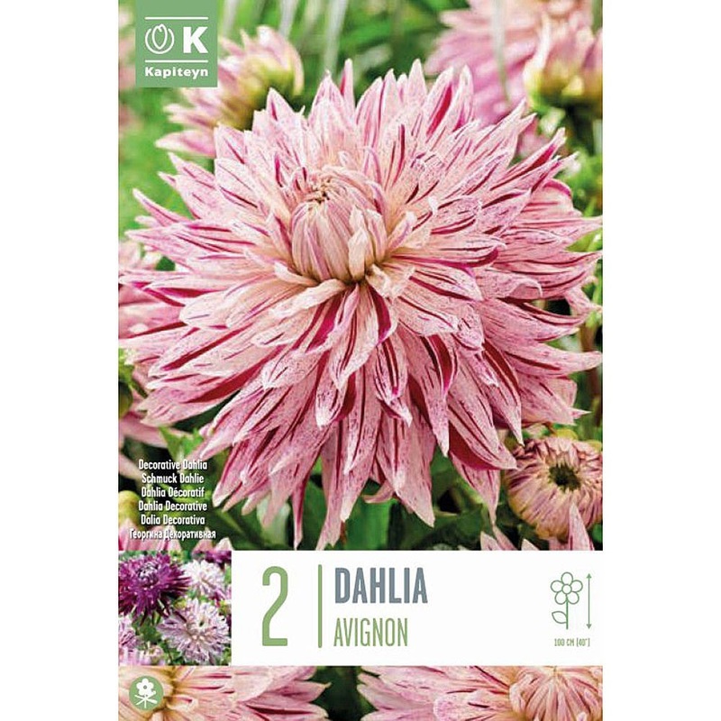 DAHLIA AVIGNON x 2