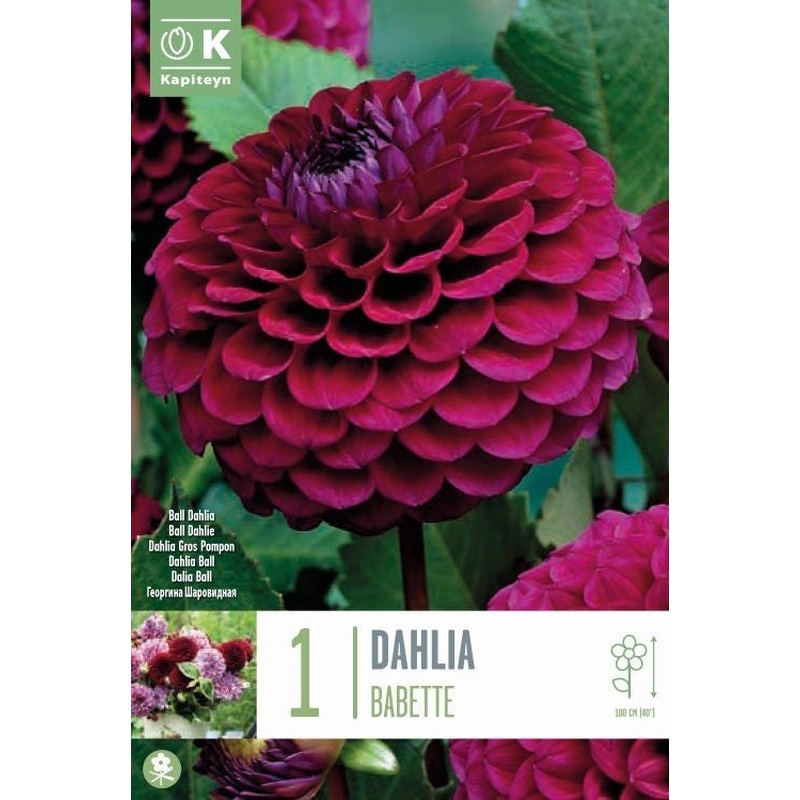DAHLIA BABETTE x 1
