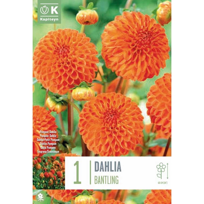 DAHLIA BANTLING x 1