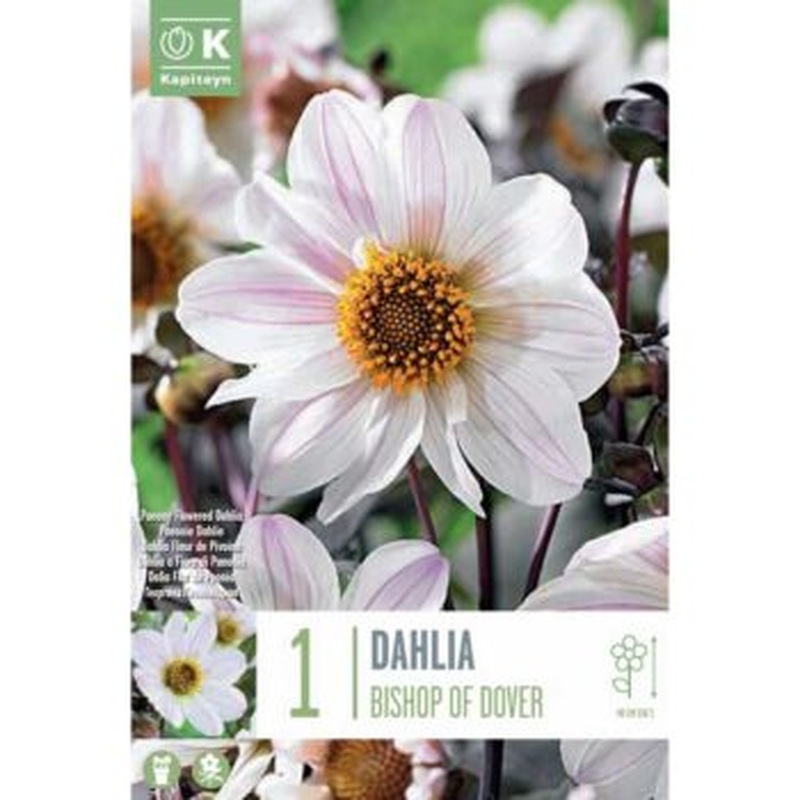 DAHLIA BISHOP OF DOVER x 1