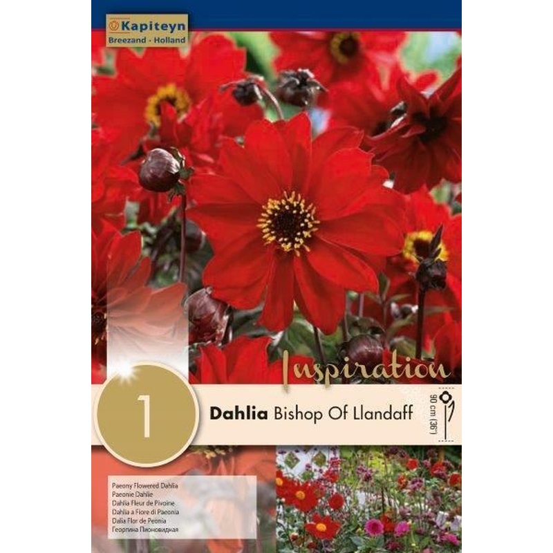 DAHLIA BISHOP OF LLANDAFF x 1