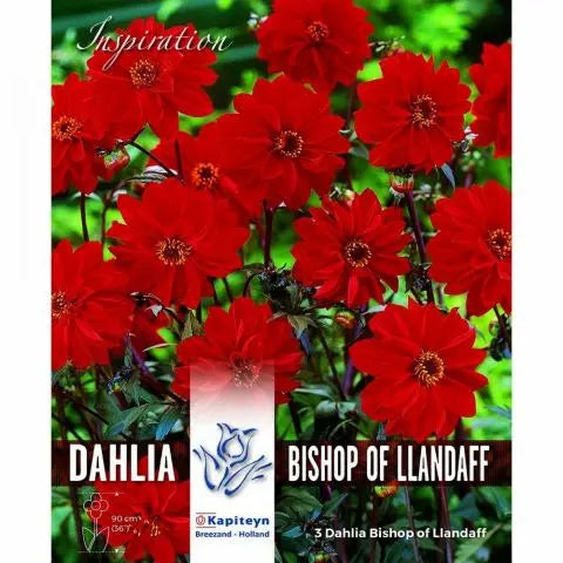 DAHLIA BISHOP OF LLANDAFF x 3