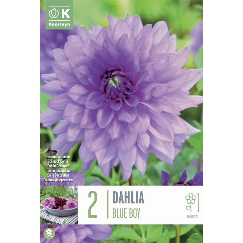 DAHLIA BLUE BOY x 2