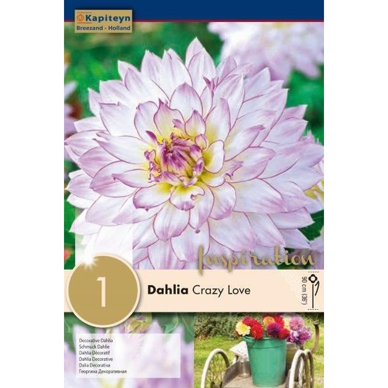 DAHLIA CRAZY LOVE x 1