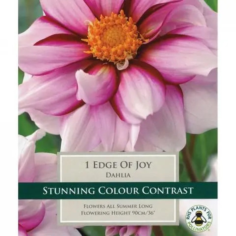 DAHLIA EDGE OF JOY X 1