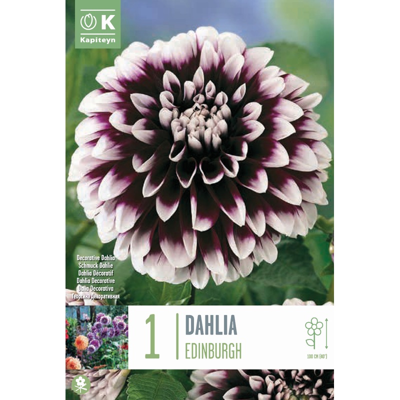 DAHLIA EDINBURGH x 1
