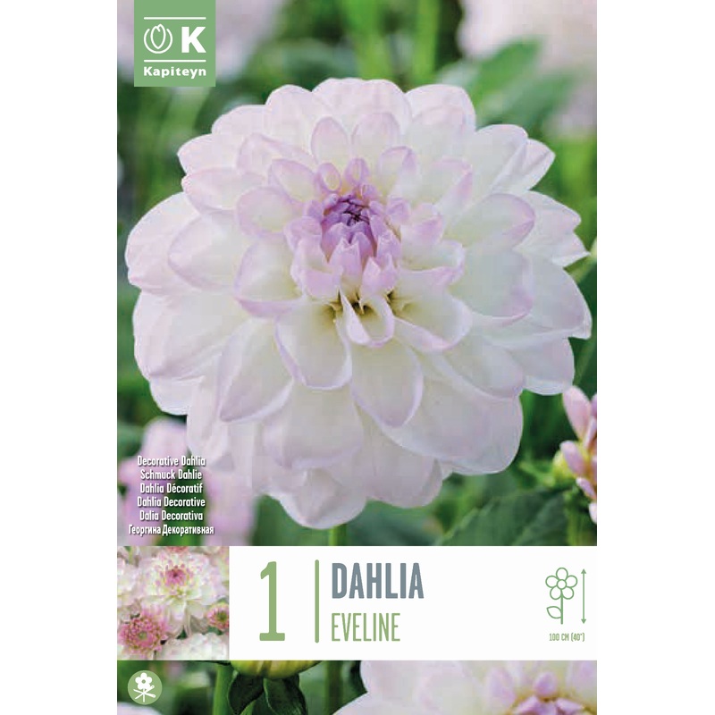 DAHLIA EVELINE x 1