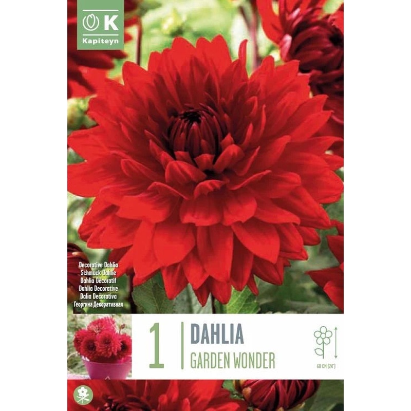 DAHLIA GARDEN WONDER x 1