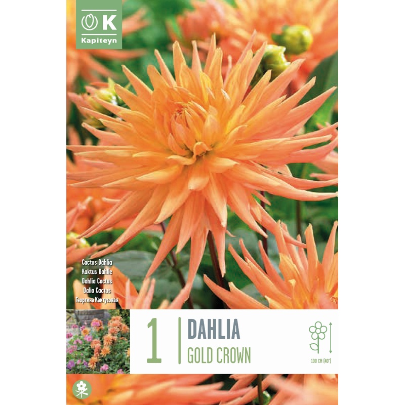 DAHLIA GOLD CROWN x 1