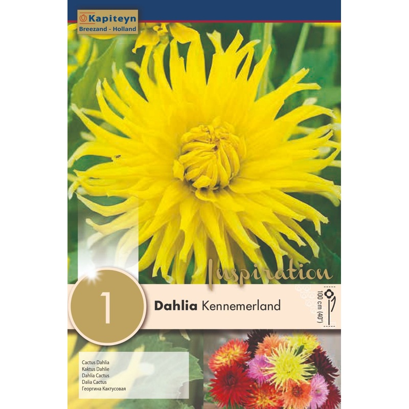 DAHLIA KENNEMERLAND x 1