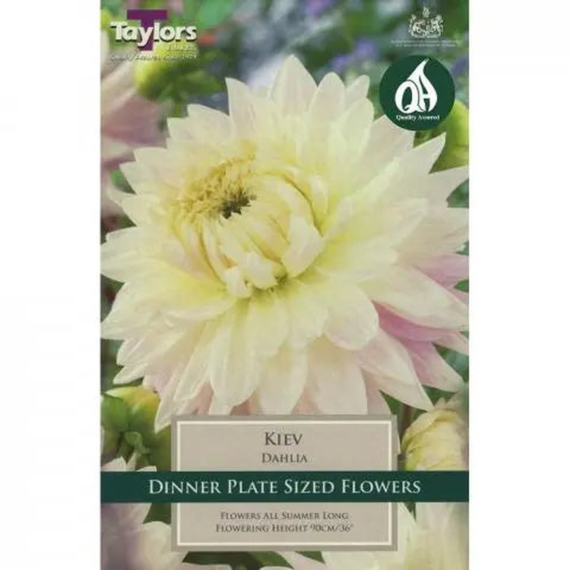DAHLIA KIEV X 1