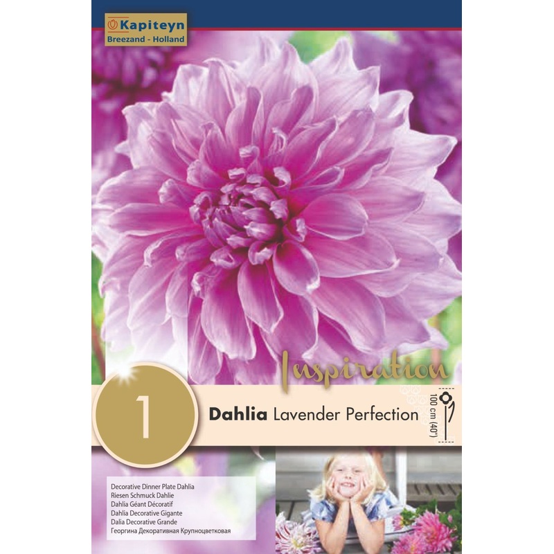 DAHLIA LAVENDER PERFECTION x 1