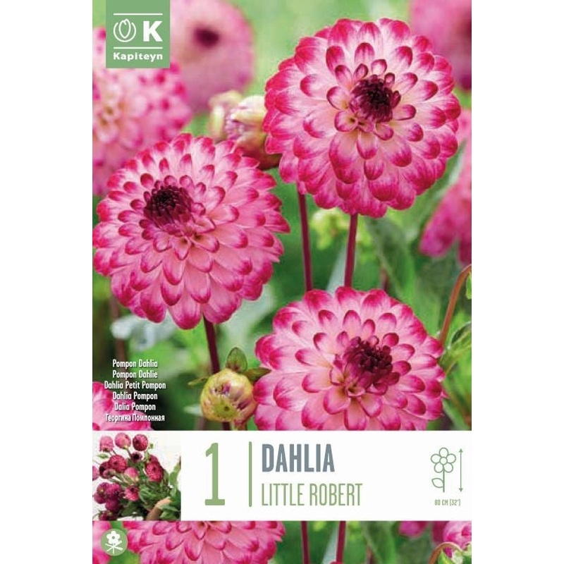 DAHLIA LITTLE ROBERT x 1