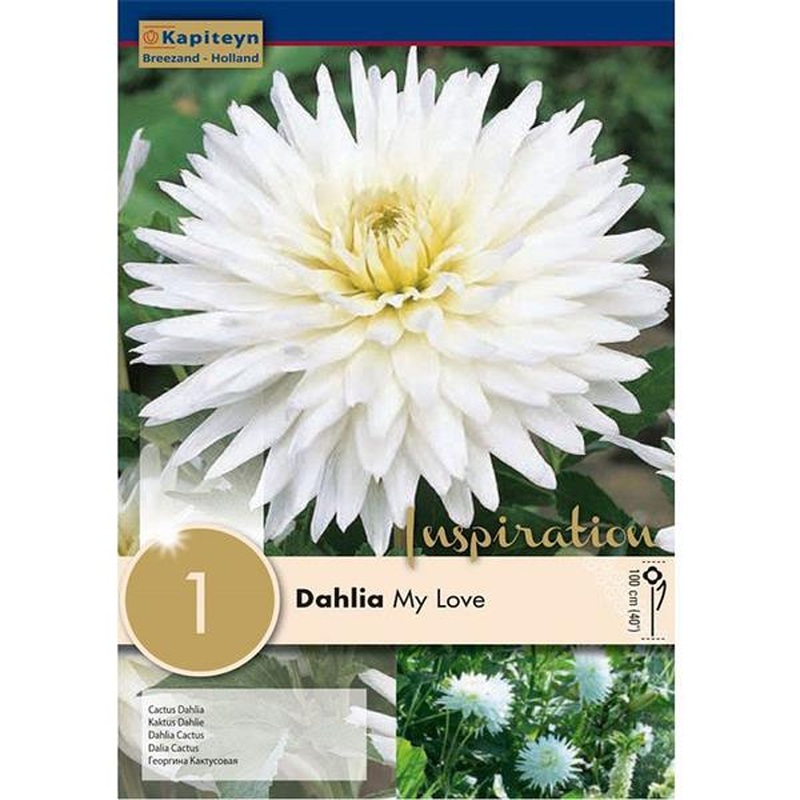 DAHLIA MY LOVE x 1