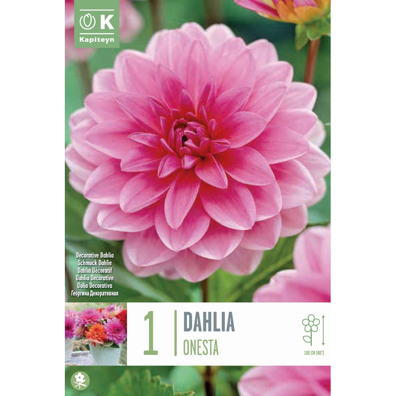 DAHLIA ONESTA x 1