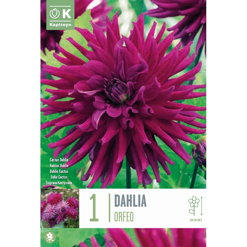 DAHLIA ORFEO x 1
