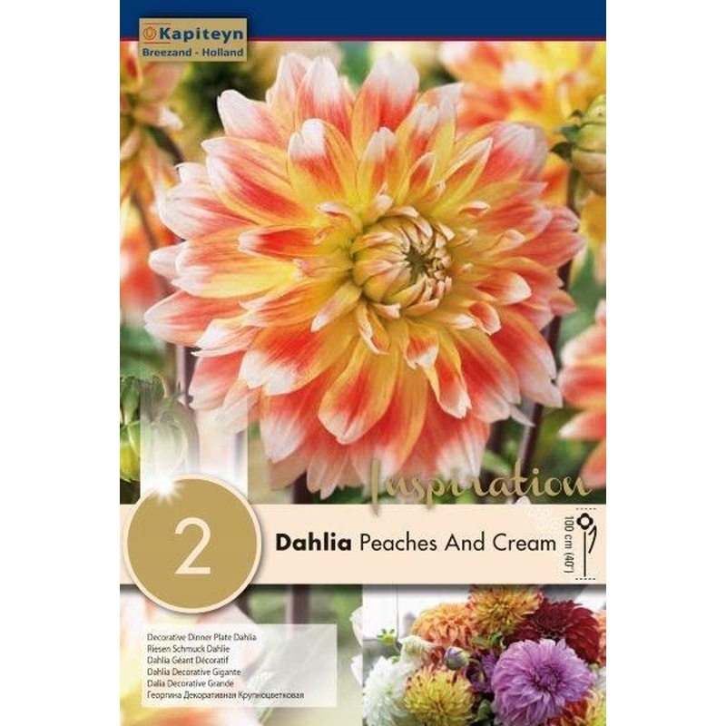DAHLIA PEACHES AND CREAM x 2