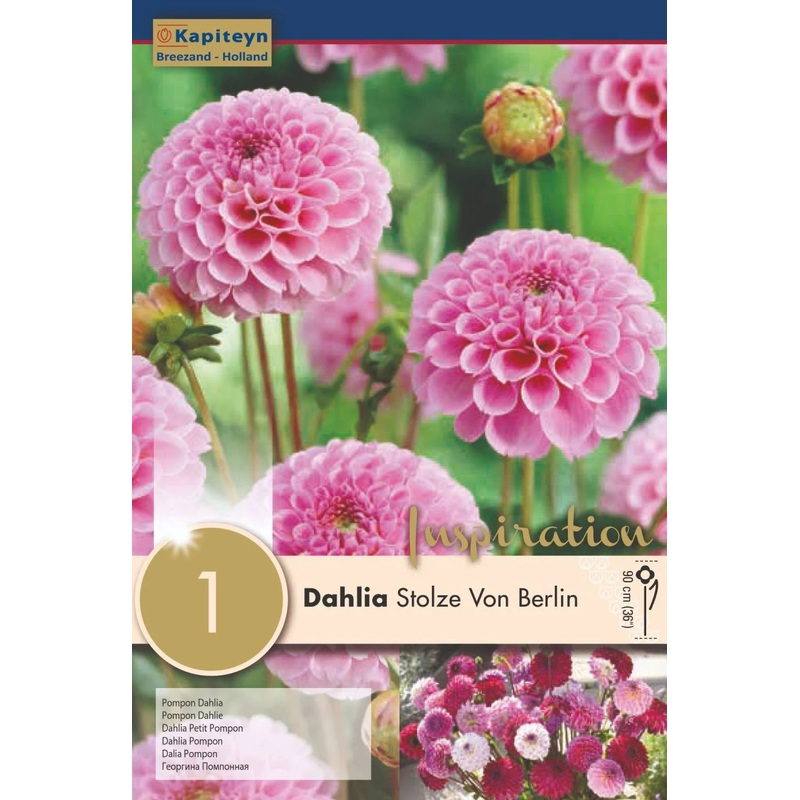 DAHLIA STOLZE VON BERLIN x 1