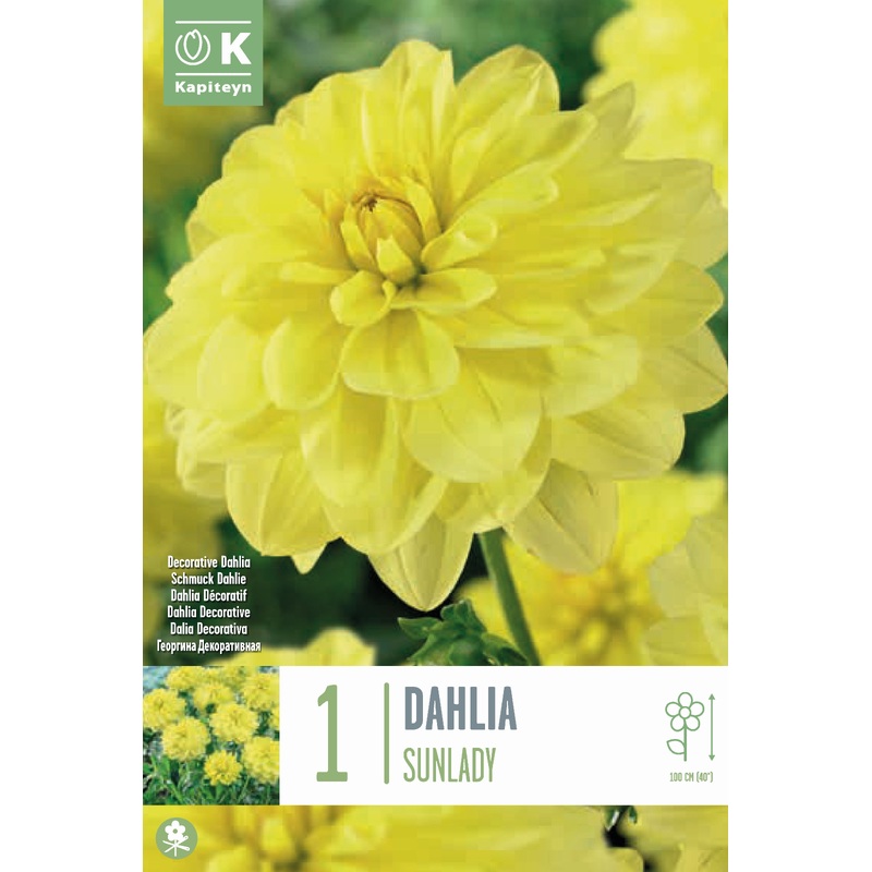 DAHLIA SUNLADY x 1