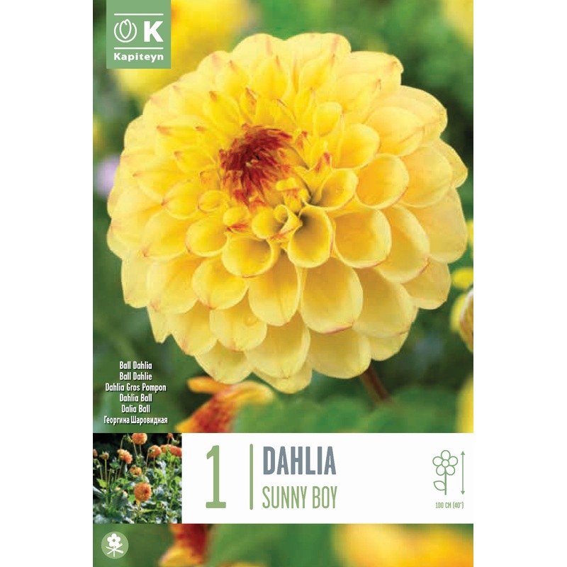 DAHLIA SUNNY BOY x 1