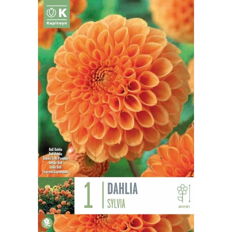 DAHLIA SYLVIA x 1