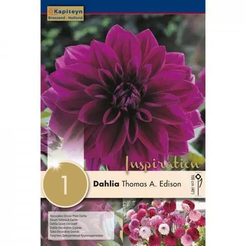 DAHLIA THOMAS A EDISON x 1