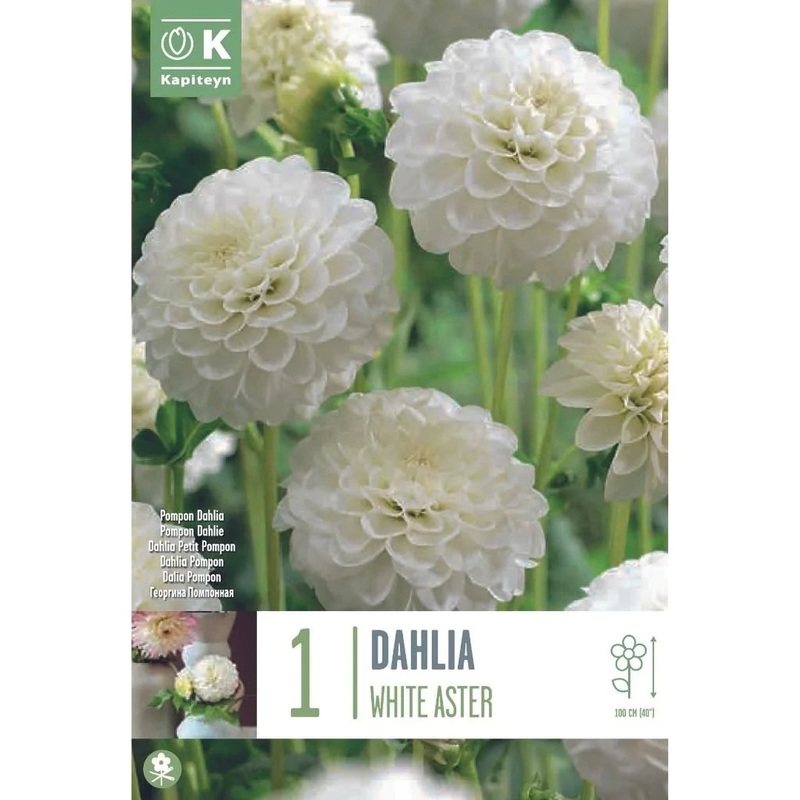 DAHLIA WHITE ASTER x 1