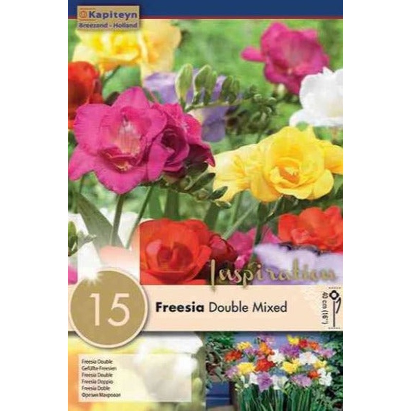 FREESIA DOUBLE MIXED COLOURS 15
