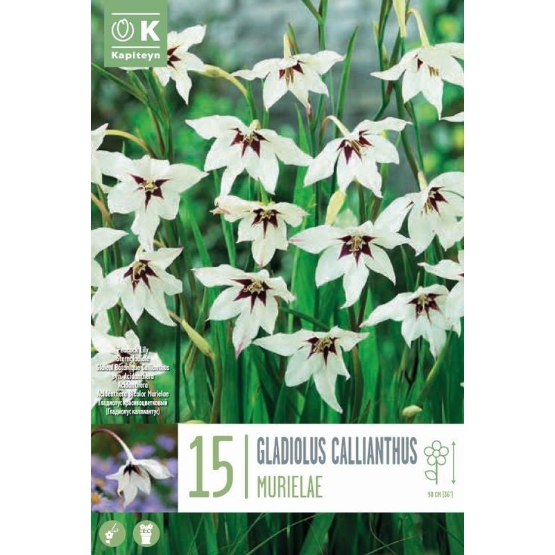 GLADIOLUS CALLIANTHUS x 15