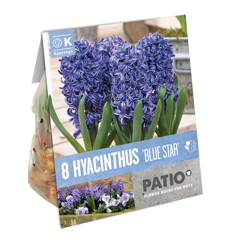 HYACINTHUS BLUE STAR x 8
