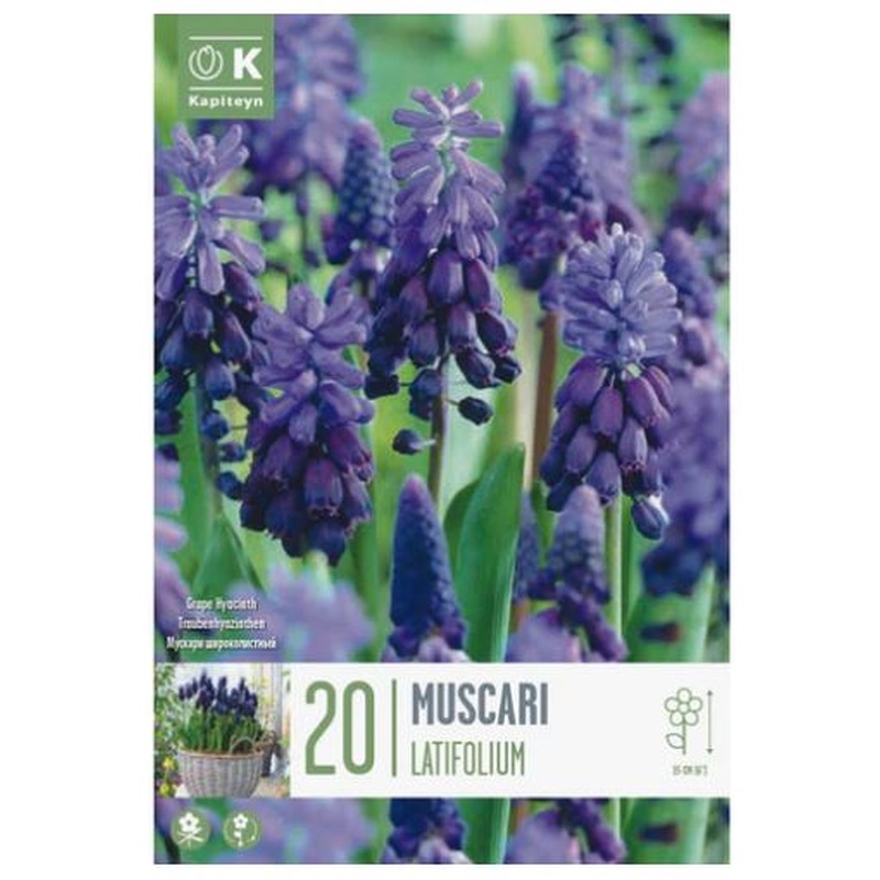 MUSCARI LATIFOLIUM X 20