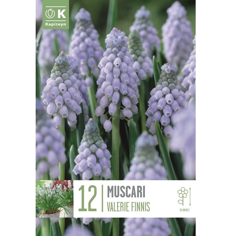 MUSCARI VALERIE FINNIS
