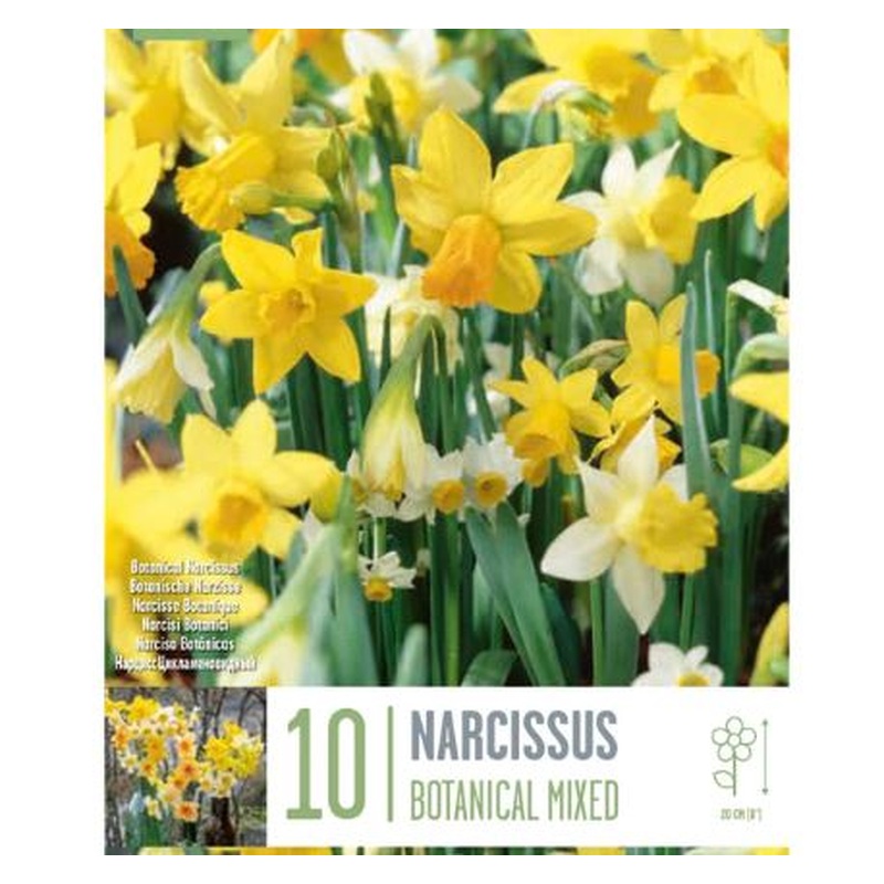 NARCISSUS BOTANICAL MIXED COLOURS X 10