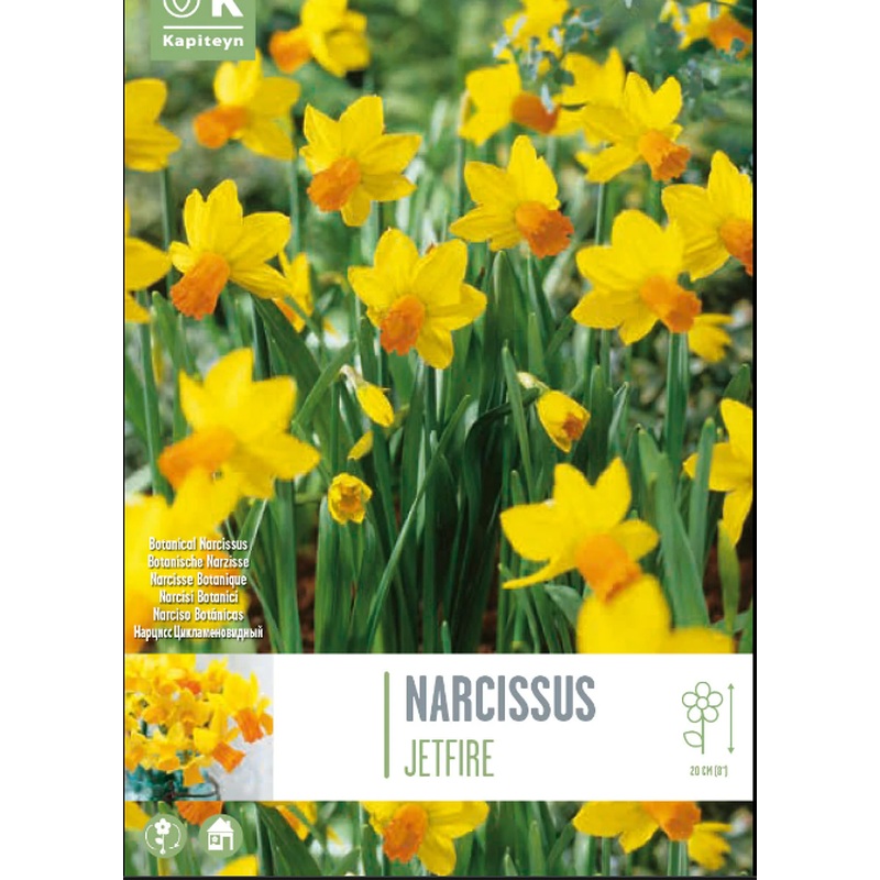 NARCISSUS JETFIRE X 10