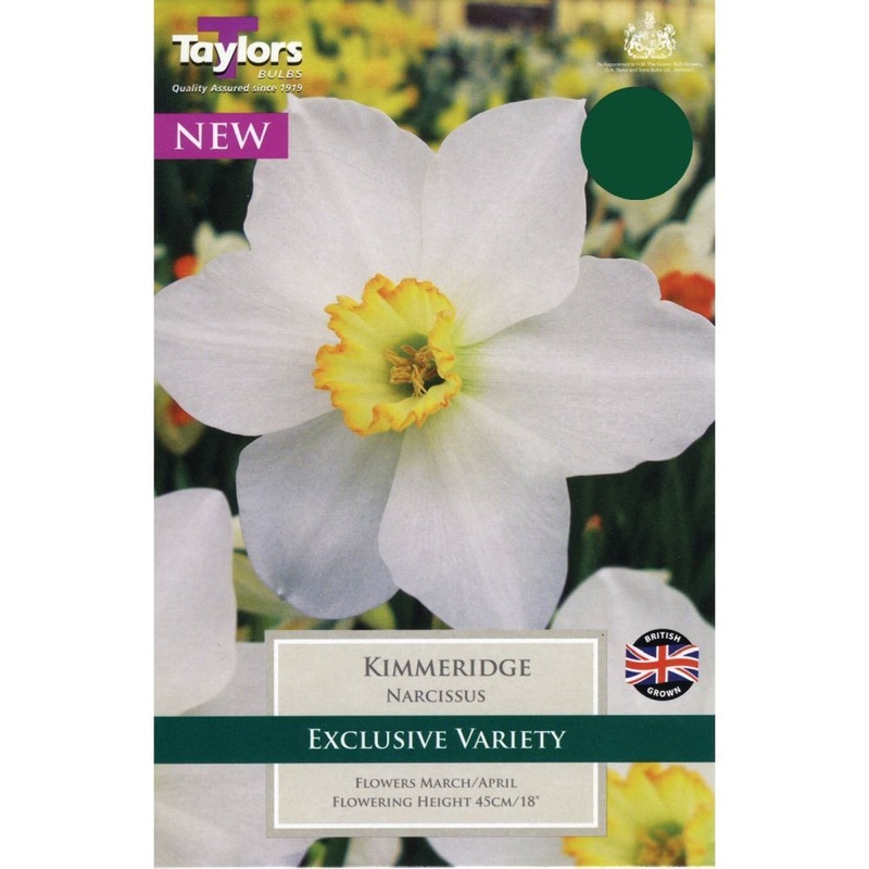 NARCISSUS KIMMERIDGE X 8