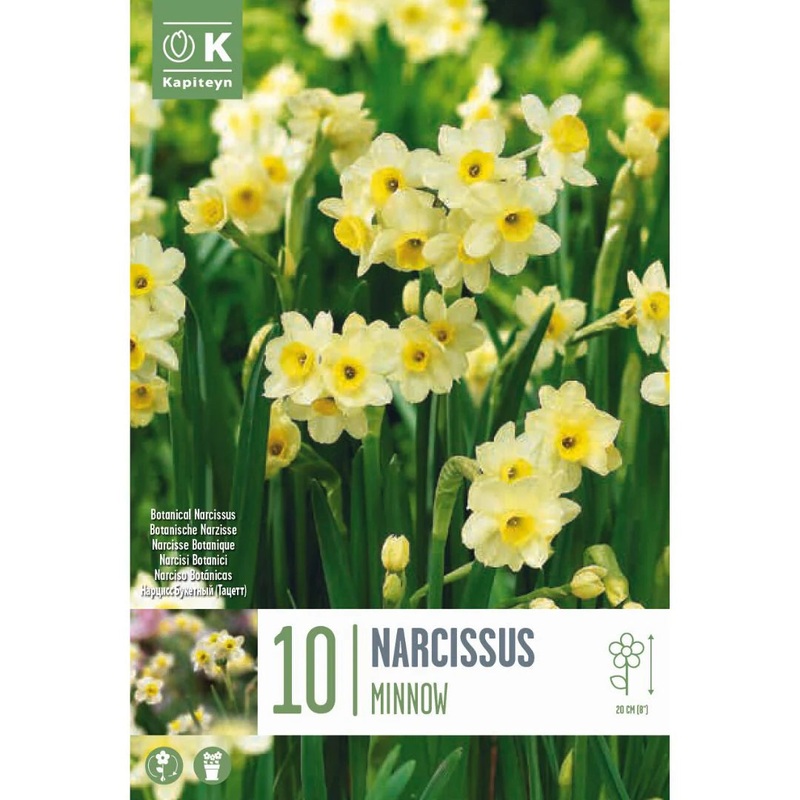 NARCISSUS MINNOW X 10