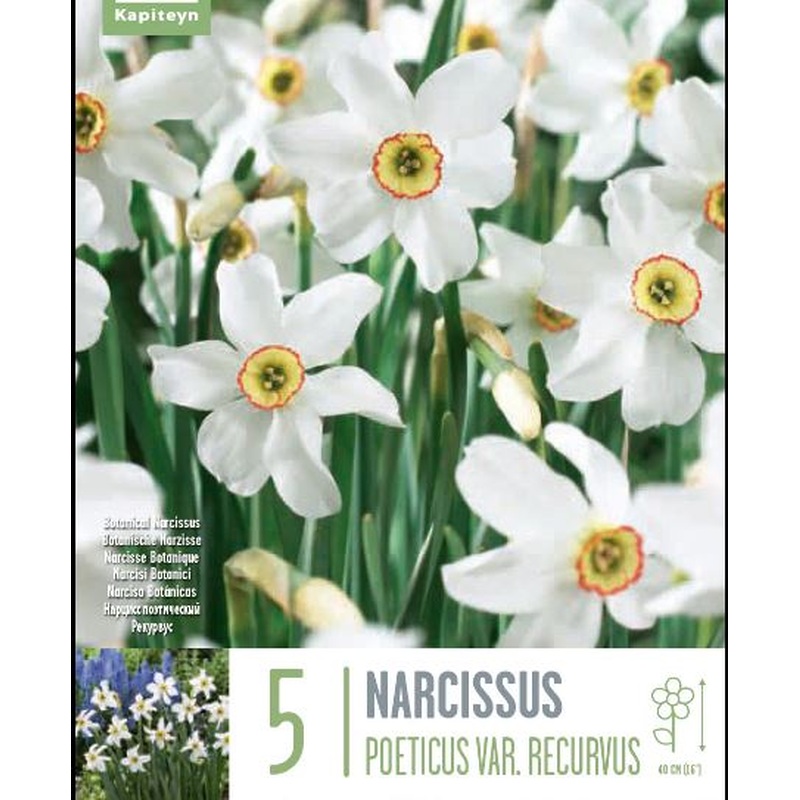 NARCISSUS RECURVUS X 5