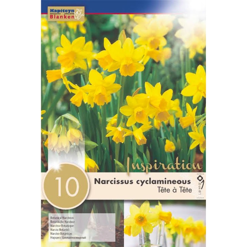 NARCISSUS TETE A TETE X 10